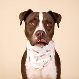 CARROTS BANDANA