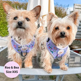 PUPARAZZI NO PULL HARNESS