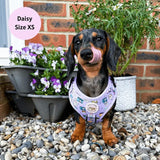 PUPARAZZI NO PULL HARNESS