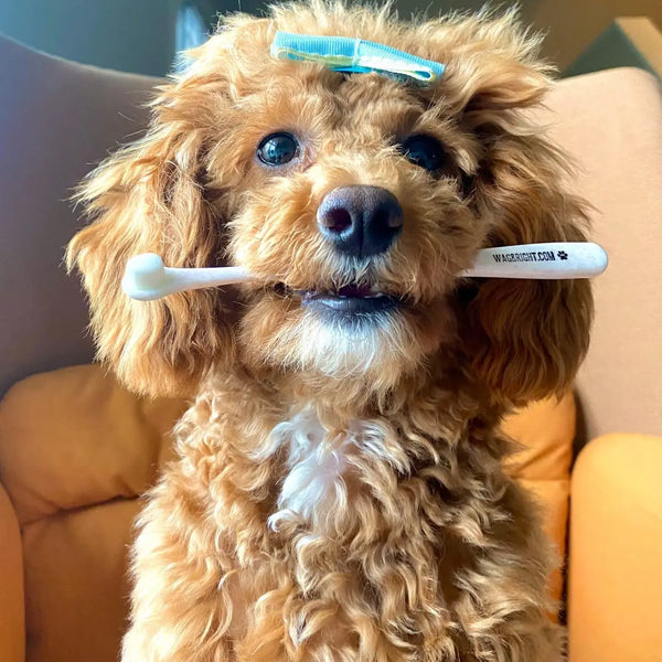 PUPPY POLISHER PEARL-MINI TOOTHBRUSH