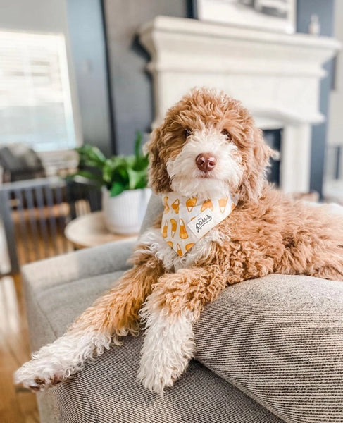 CANDY CORN BANDANA