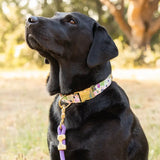 FIGS AND BERRIES COLLAR