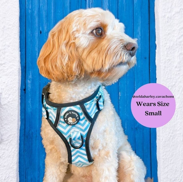 BLUE CHEVRON NO PULL HARNESS