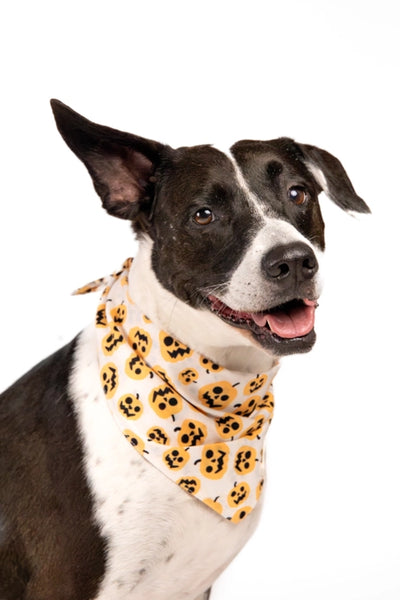 PUMPKIN BANDANA