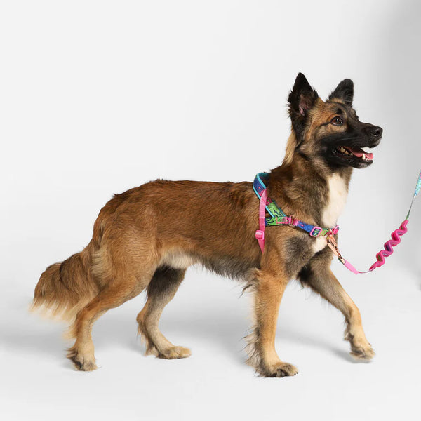 SofterWalk No Pull Harness/Peach