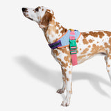 FLY HARNESS/GALAXY