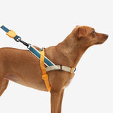 SofterWalk No Pull Harness/Voyage
