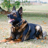 K9 collection Odor Eliminator Candle - Rio