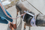 Rose All Day Hands Free Cotton Rope Dog Leash