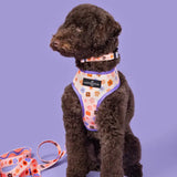 LETS GROOVE HARNESS