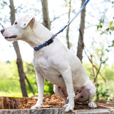 Navy Waterproof Collar