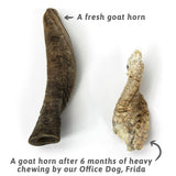 GOAT HORNS