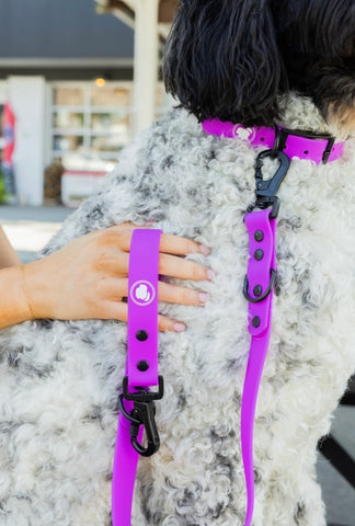 FUCHSIA Waterproof Collar