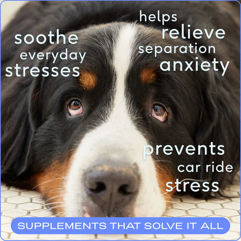 NATIVE PET Calm AnxietyChews