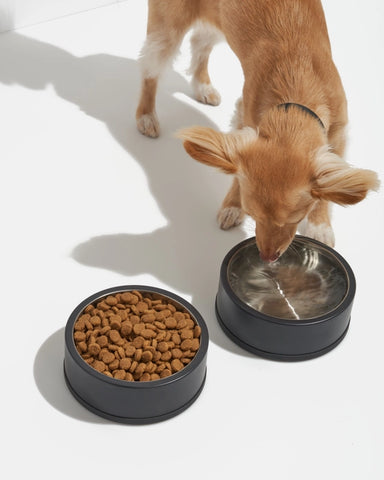 NON SKID SS PET BOWL