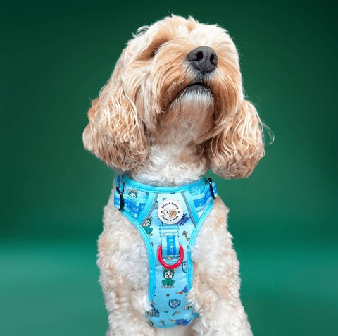 PUP CHARMING NO PULL HARNESS