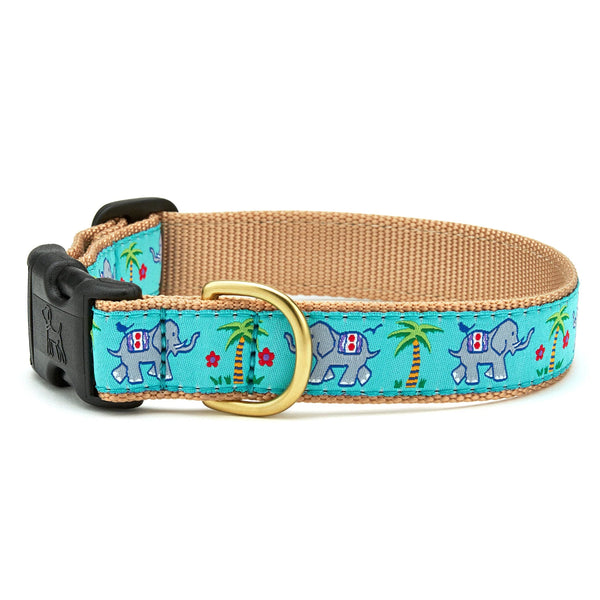 TRUNK SHOW DOG COLLAR