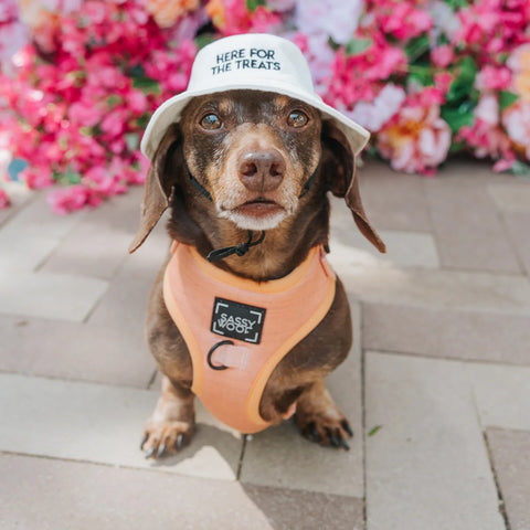 Treats Bucket Hat