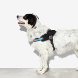 FLY HARNESS/GOTHAM