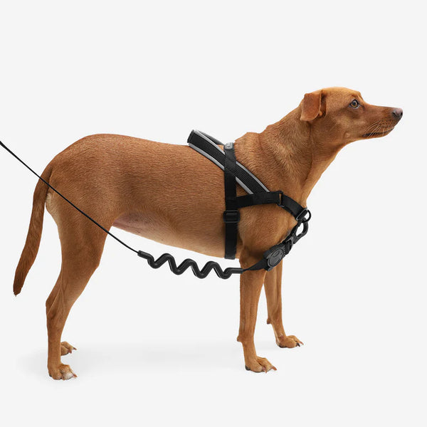 SofterWalk No Pull Harness/Gotham