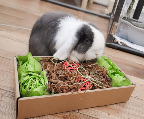 GARDEN DIG BOX