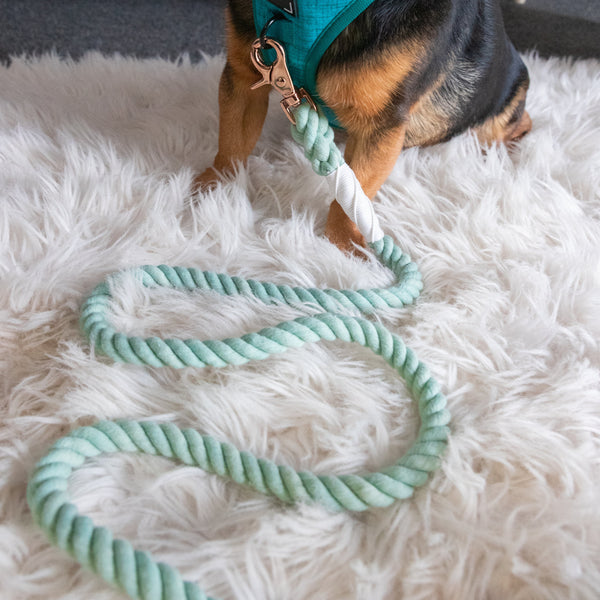 Mint to Be Cotton Rope Dog Leash